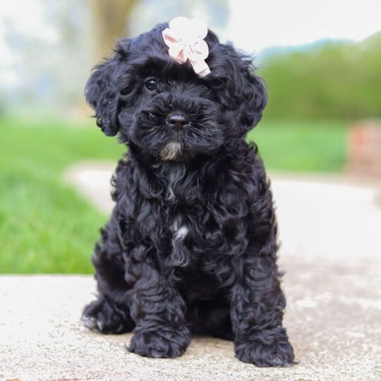 Buttercup | 16 Weeks