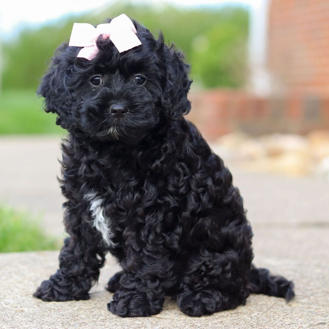Buttercup | 16 Weeks - Image 5