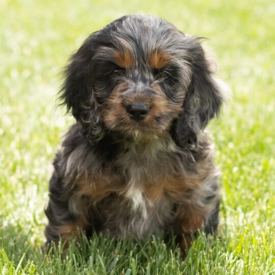 Mason | 12 Weeks