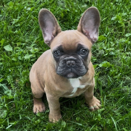 Viki | 16 Weeks