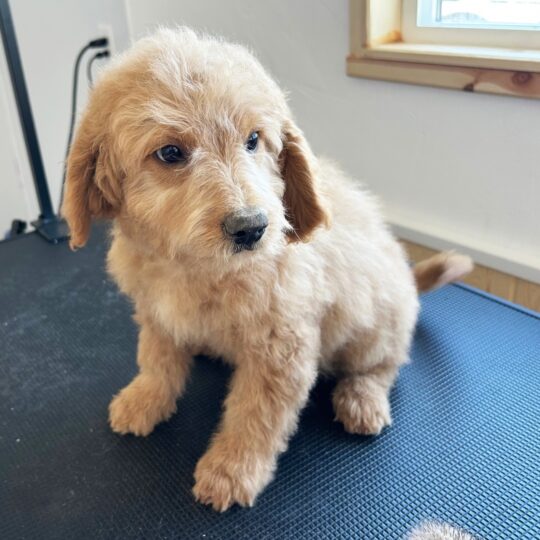 Fettuccine | 13 Weeks