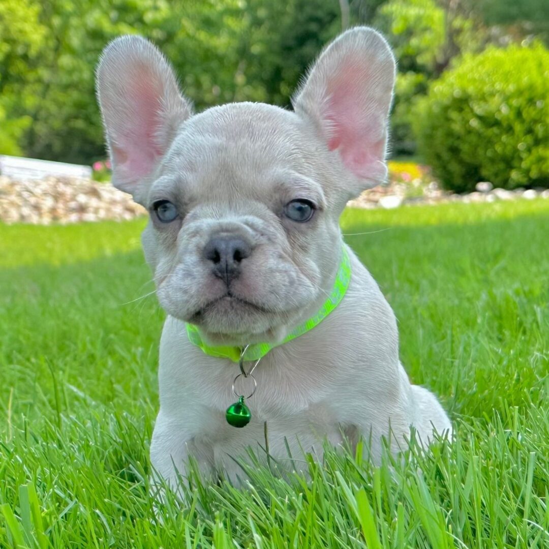 Loki | 11 Weeks - Image 4