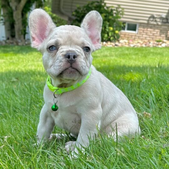 Loki | 11 Weeks