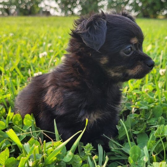 Rosy | 9 Weeks
