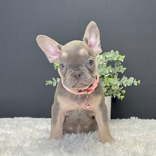 Tasha | 14 Weeks