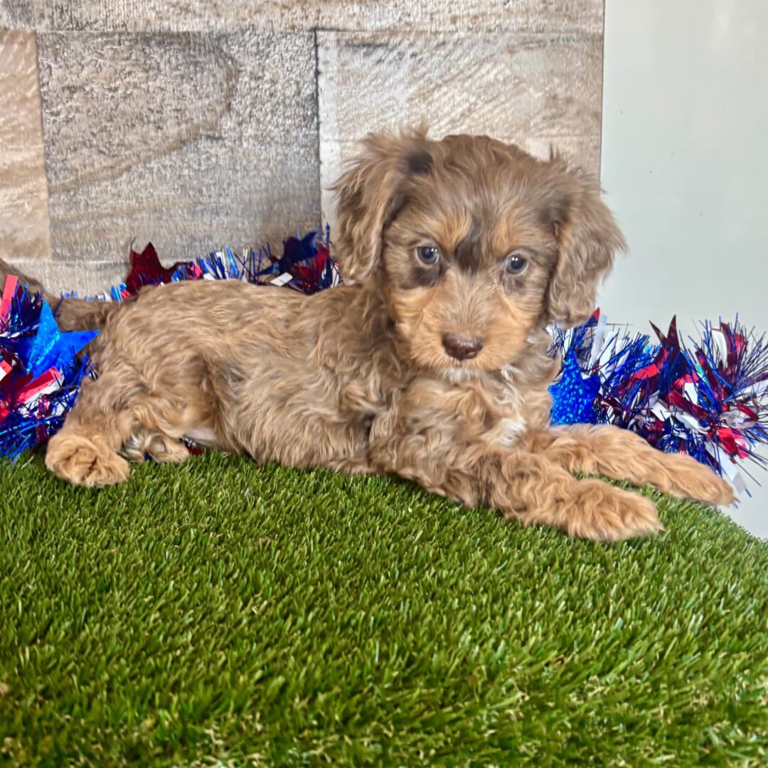 Diesel | 9 weeks - Image 3