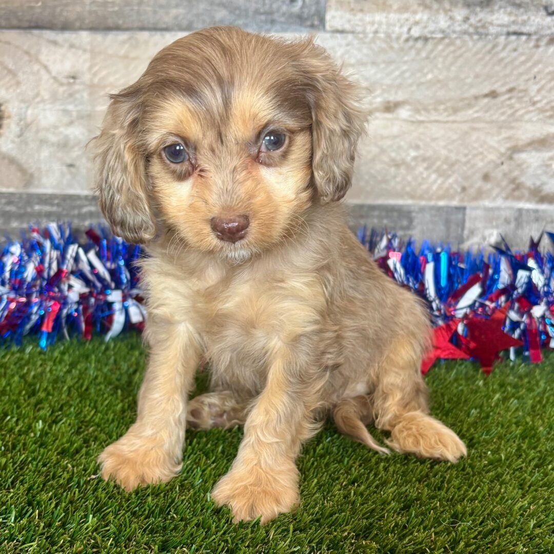 Diesel | 9 weeks - Image 2