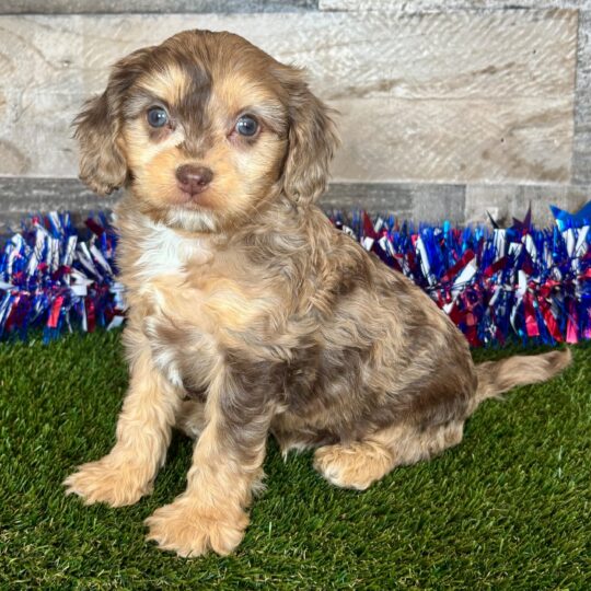 Diesel | 9 weeks