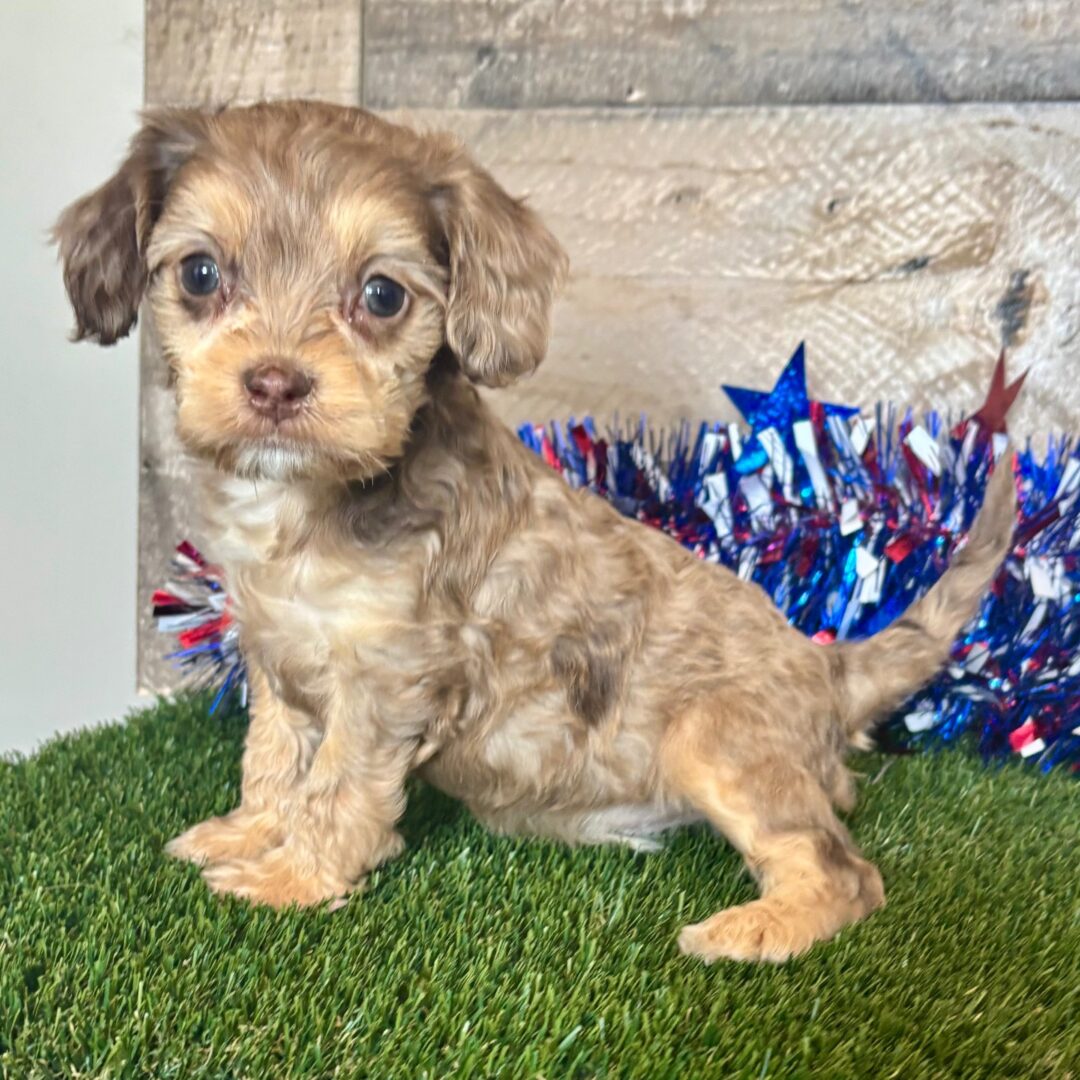 Diesel | 9 weeks - Image 4