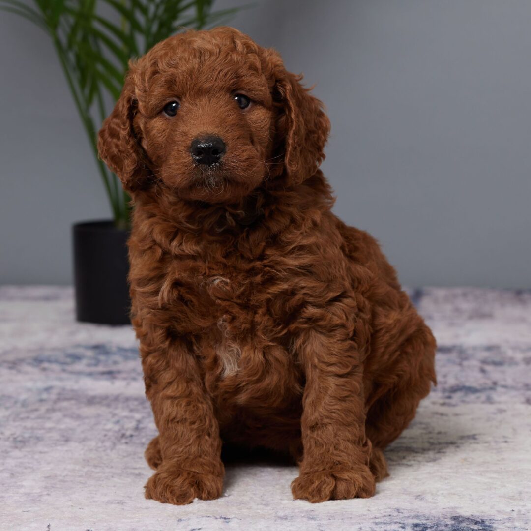 Heather | 7 Weeks - Image 4