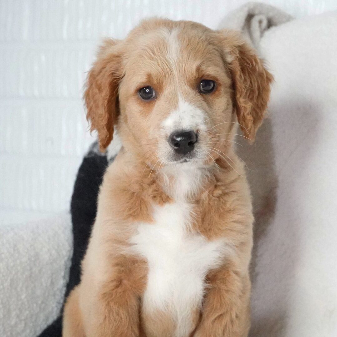 Elroy | 10 Weeks