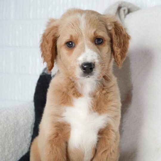 Elroy | 10 Weeks