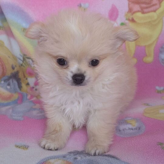Joe | 11 Week