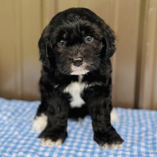 Monty | 8 Weeks