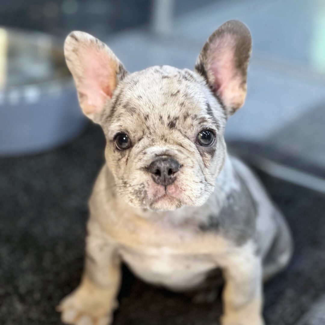 Scribbles | 10 Weeks - Image 4
