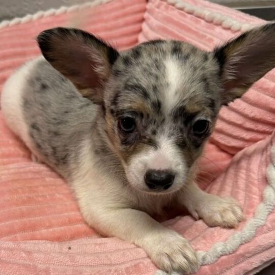Lucy | 9 Weeks