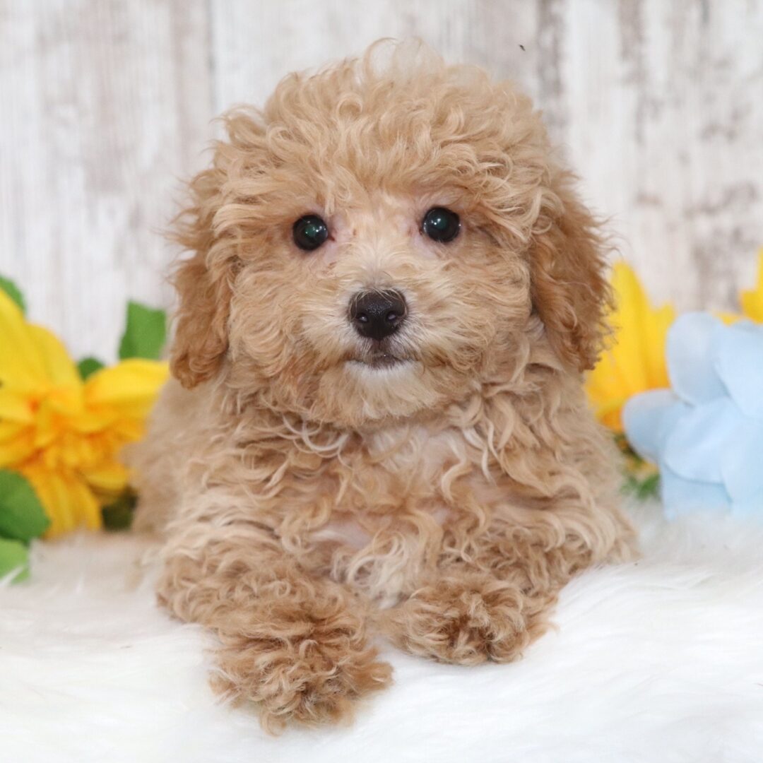 Harlan | 12 Weeks - Image 4