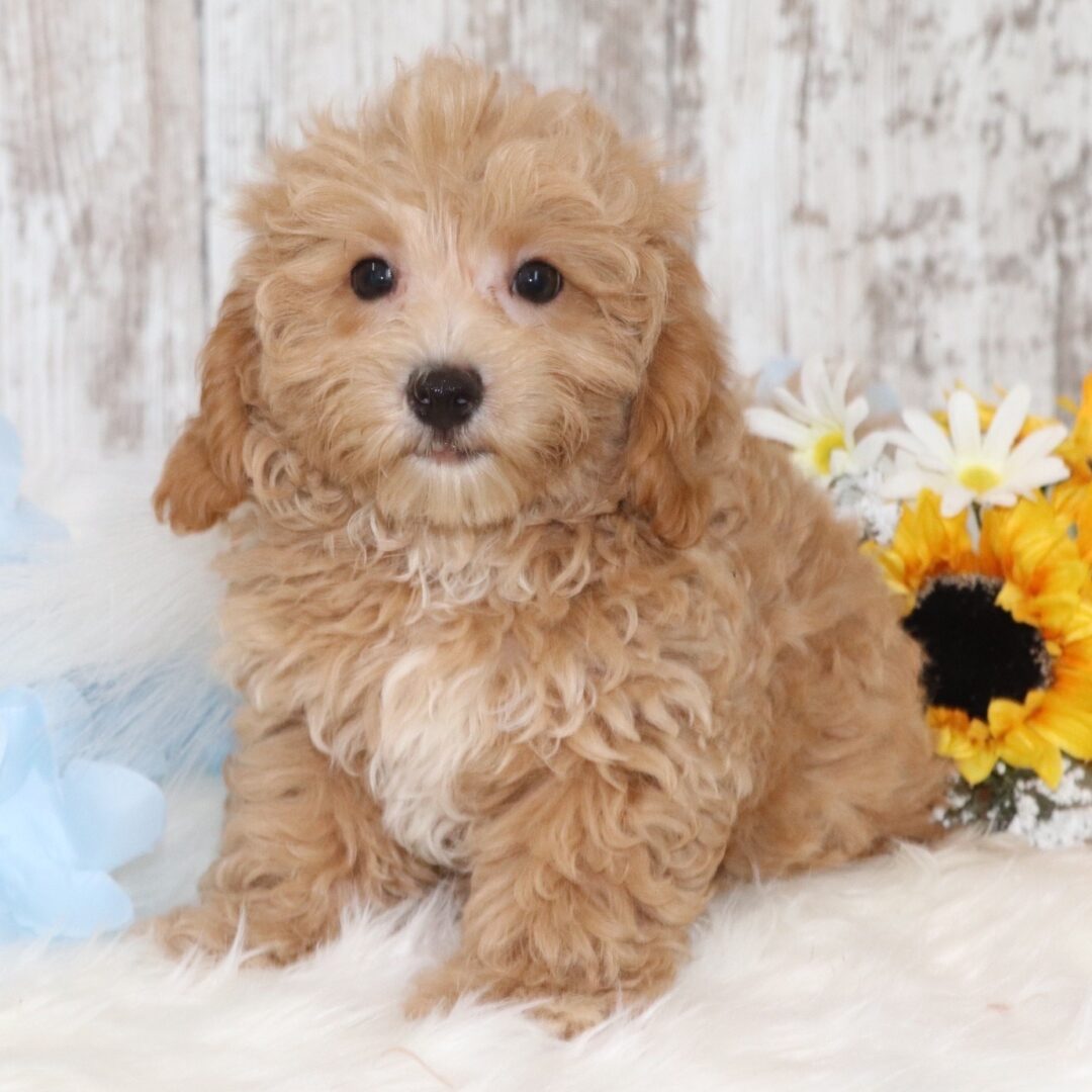 Harlan | 12 Weeks - Image 3