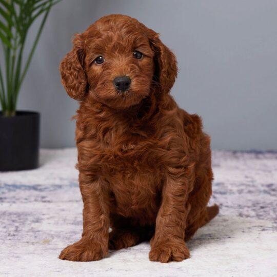 Heather | 7 Weeks