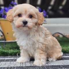 Omari | 9 Weeks