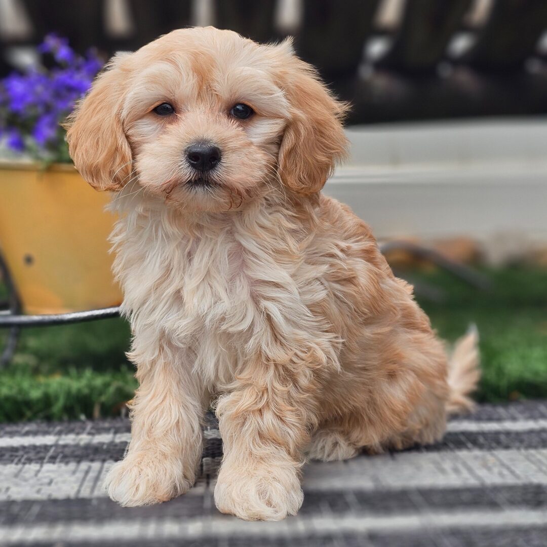 Omari | 9 Weeks - Image 2