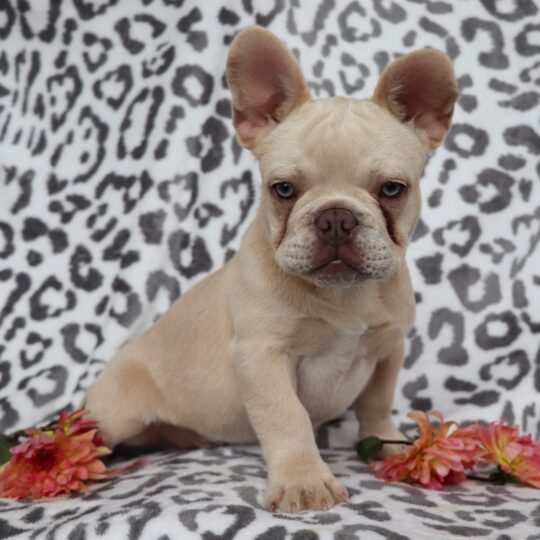 Junior | 15 Weeks