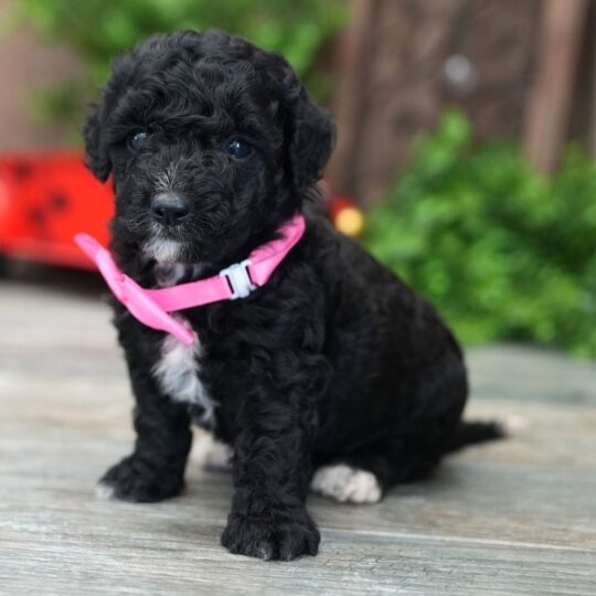 Carbon | 6 Weeks