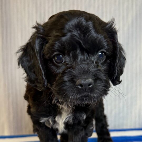Brownie | 8 Weeks