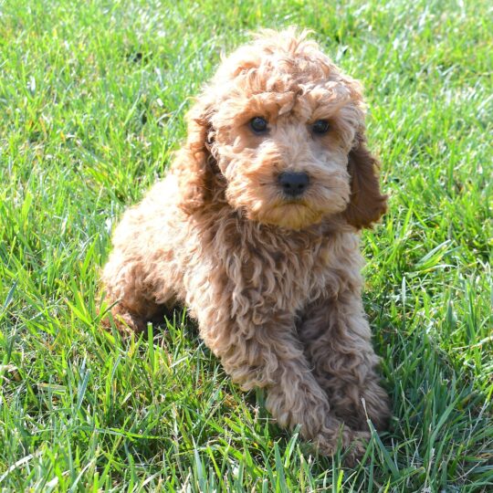 Norton | 13 Weeks