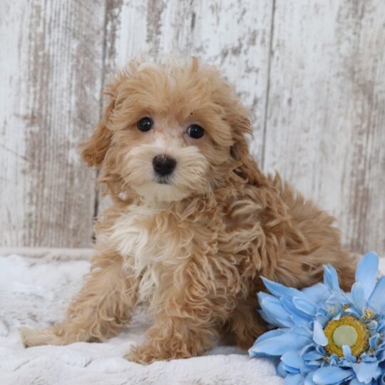Jase | 11 Weeks