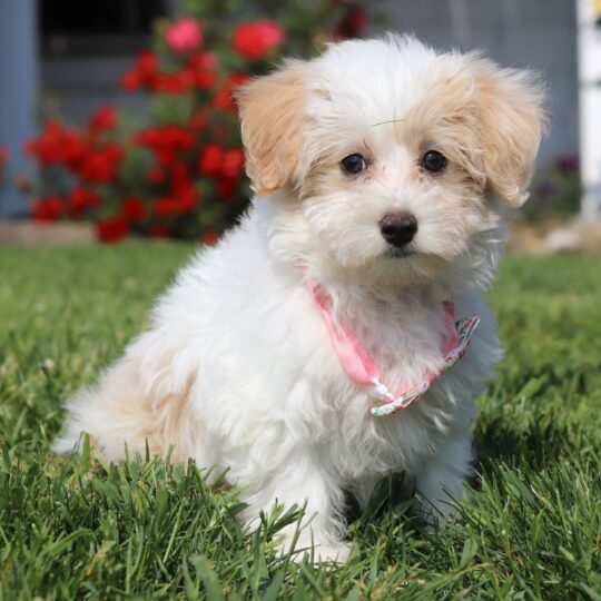 Rose | 11 Weeks