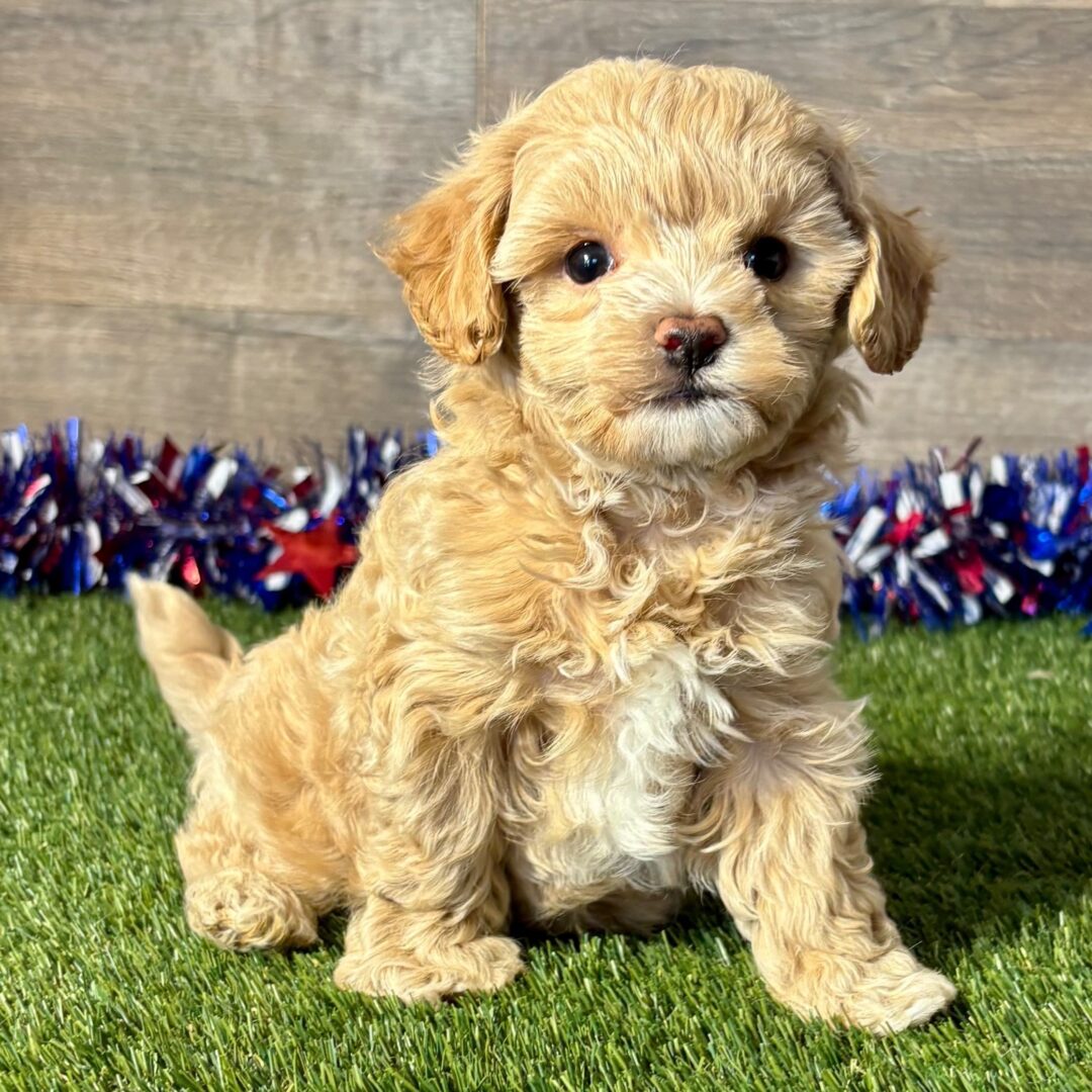 Mateo | 7 Weeks - Image 2