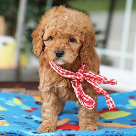 Lewis | 8 Weeks