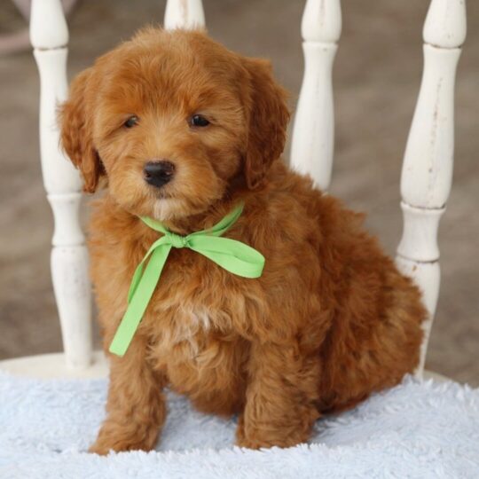 Stanley | 10 Weeks
