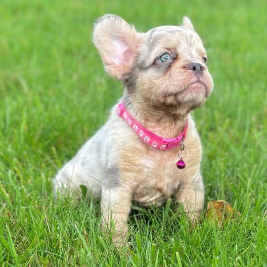 Chai | 8 Weeks