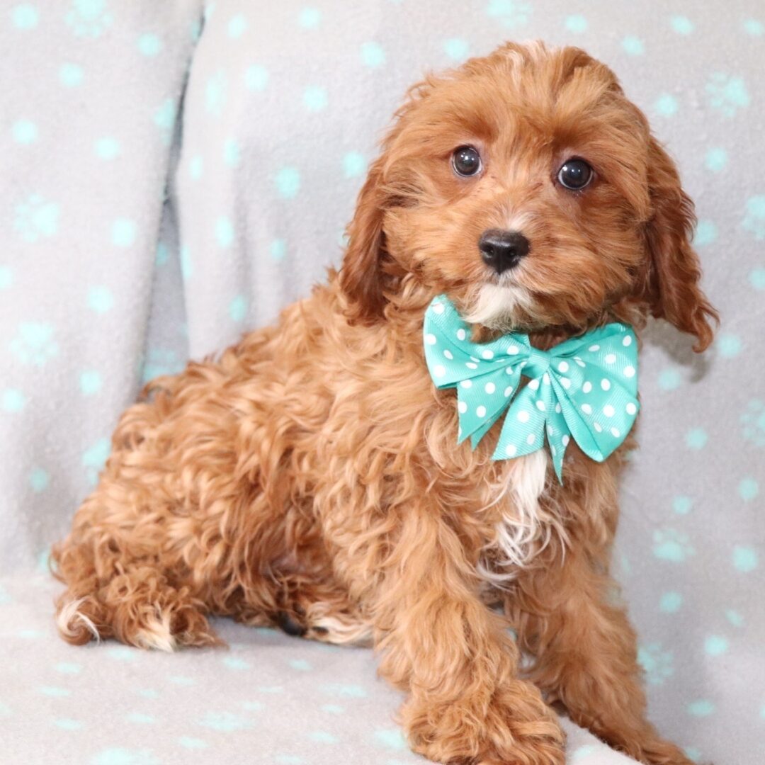 Grady | 17 Weeks