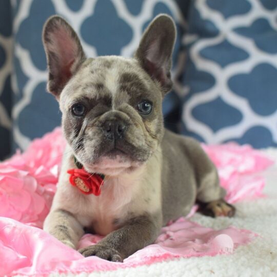 Izzy | 8 Weeks