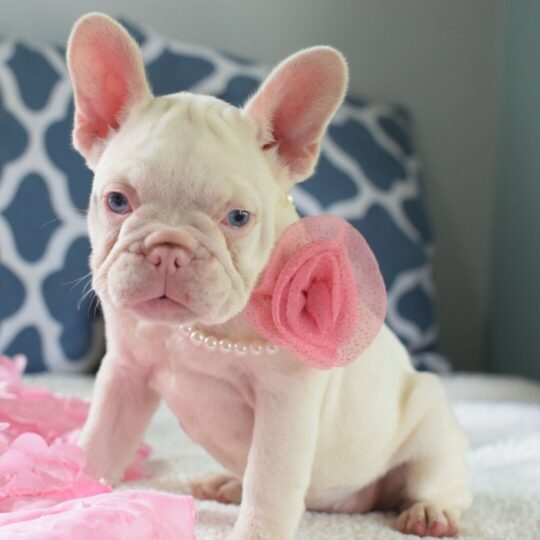 Daisy | 9 Weeks