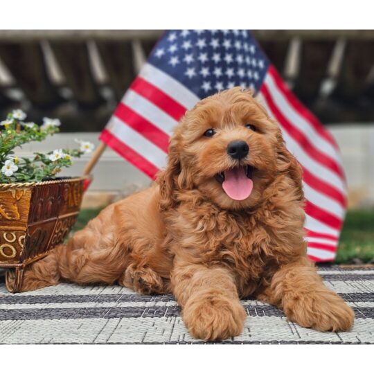 Kelsey | 9 Weeks