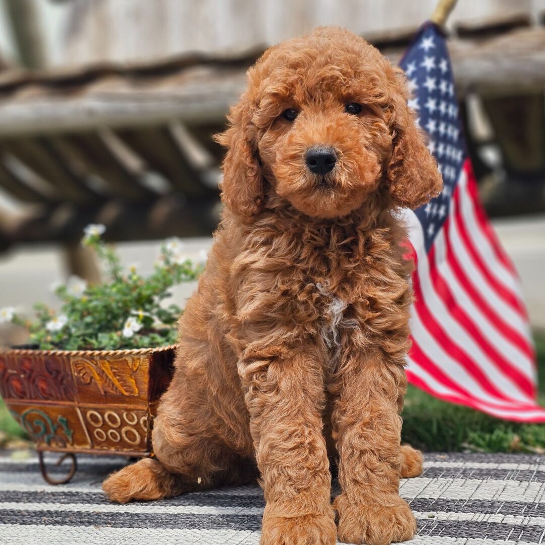 Kelsey | 9 Weeks - Image 3