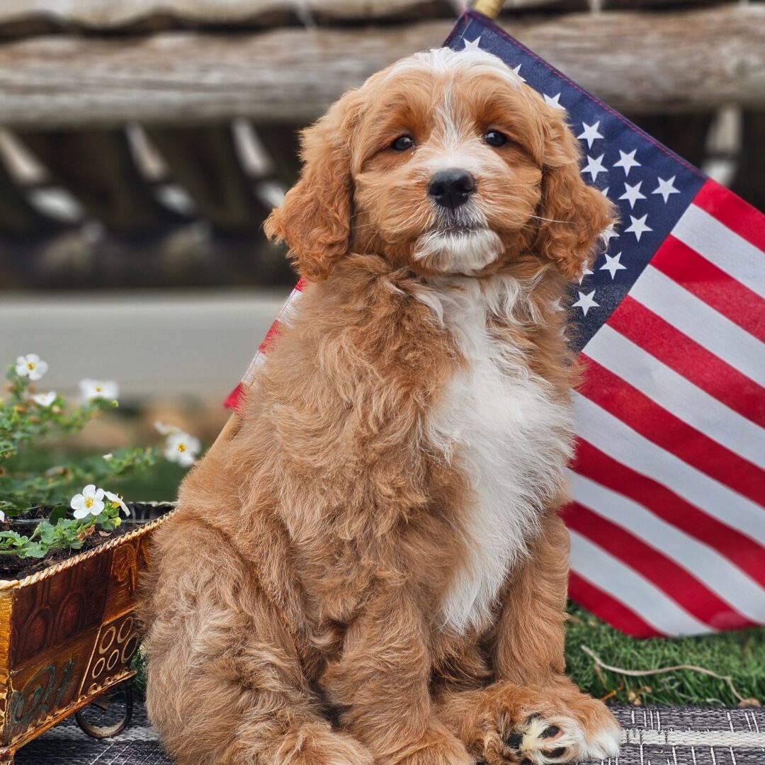 Kelsey | 9 Weeks - Image 4