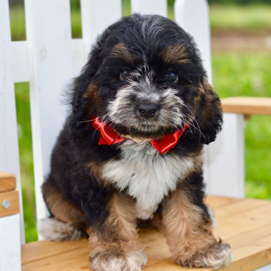 Rio | 10 Weeks