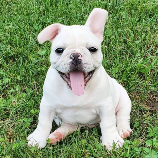 Grayson | 10 Weeks
