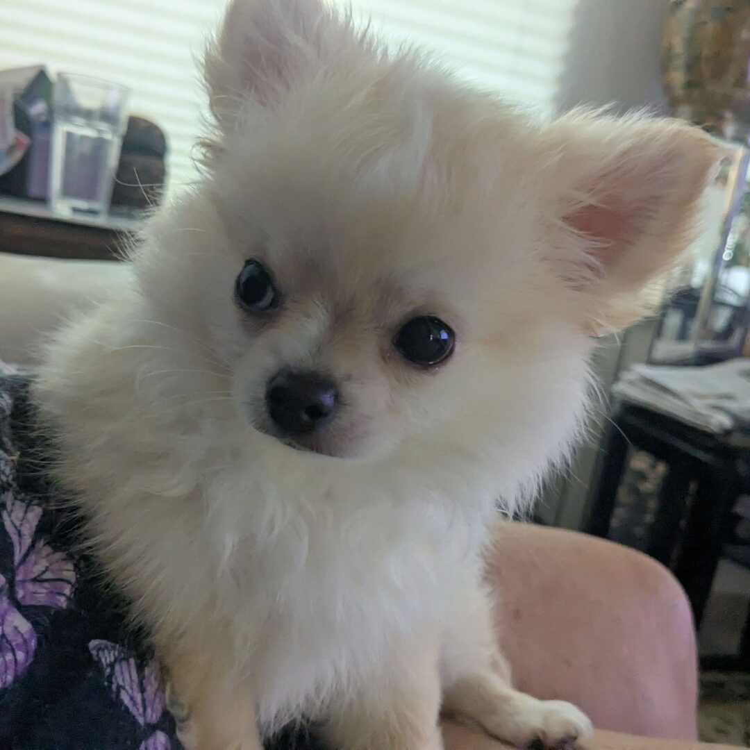 Joe | 11 Week - Image 2