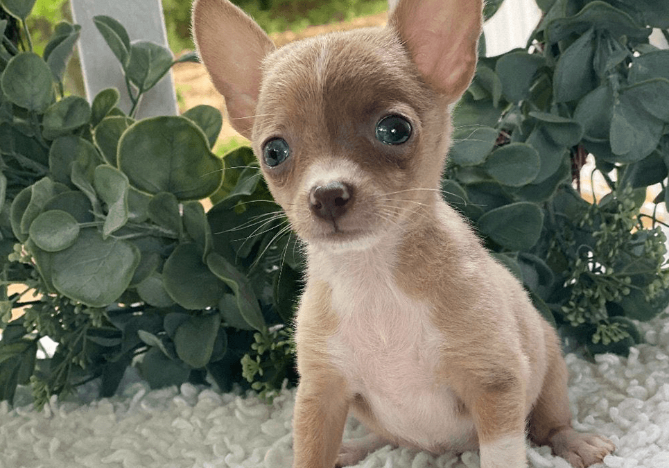 chihuahua-puppies-for-sale