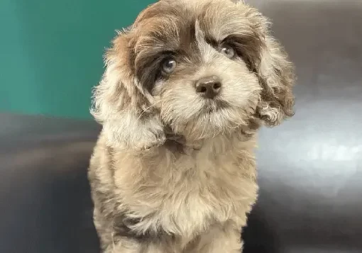 cockapoo-puppies-for-sale