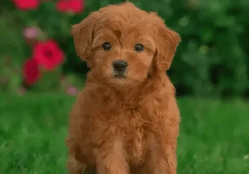 goldendoodle-puppies-for-sale
