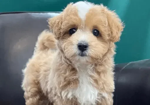 maltipoo-puppies-for-sale
