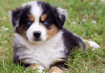 miniature-australian-shepherd-puppies-for-sale