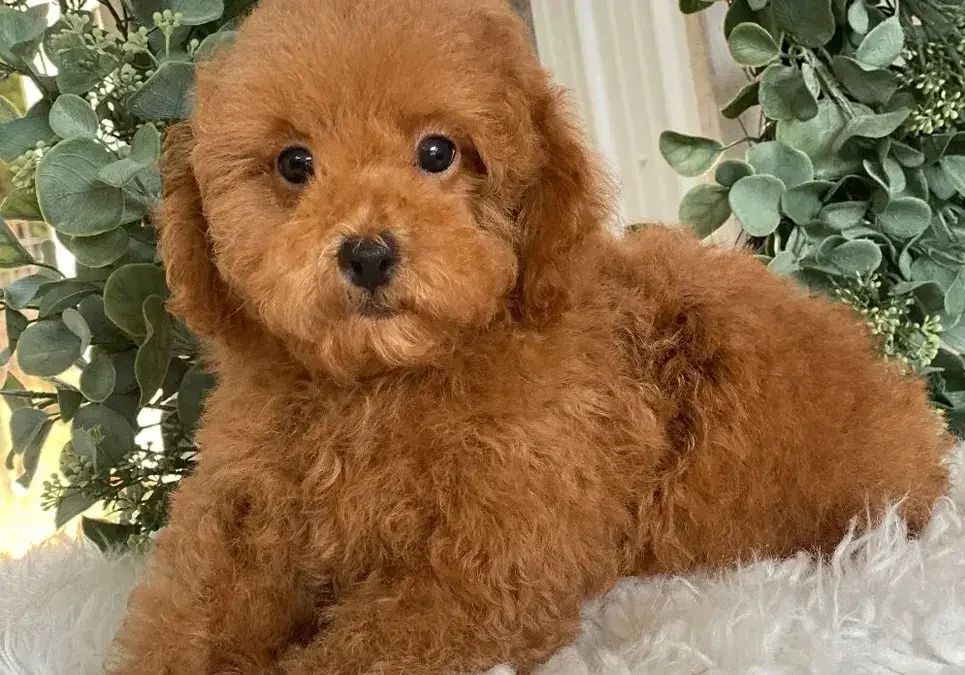 toy-poodle-puppies-for-sale